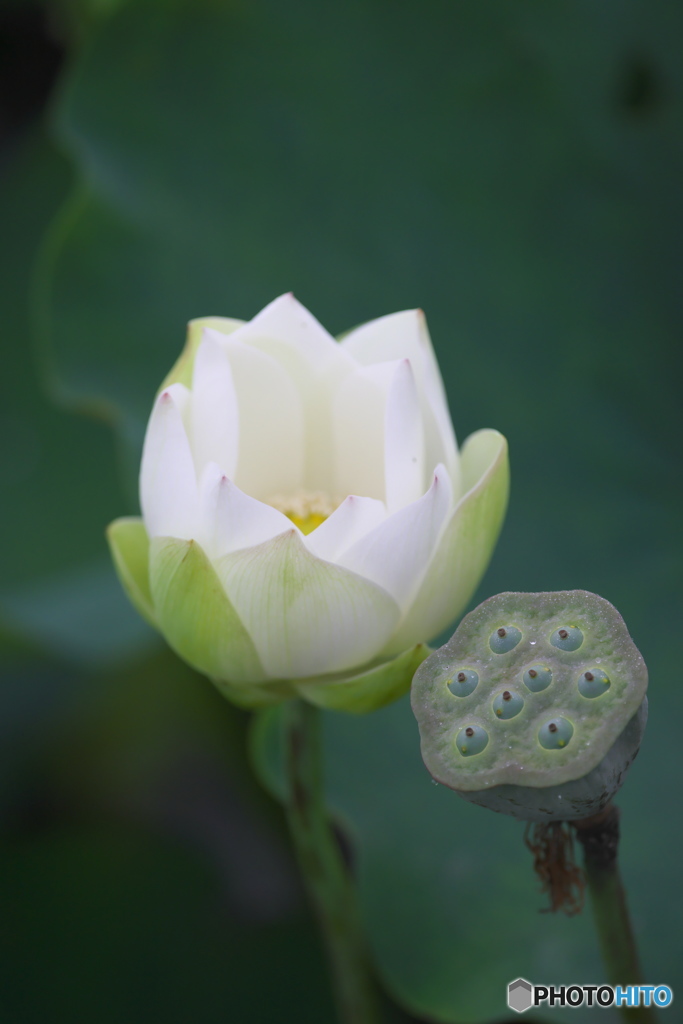 台風一過のハス田　ロ