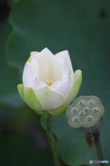 台風一過のハス田　ロ