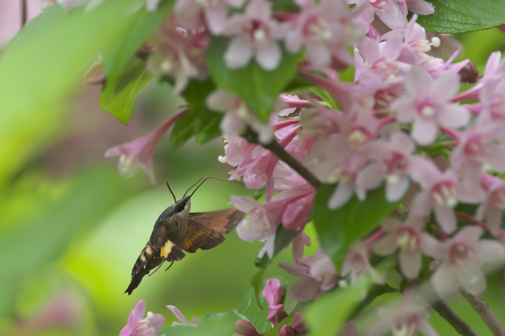 高清水自然公園の初夏　ｄ
