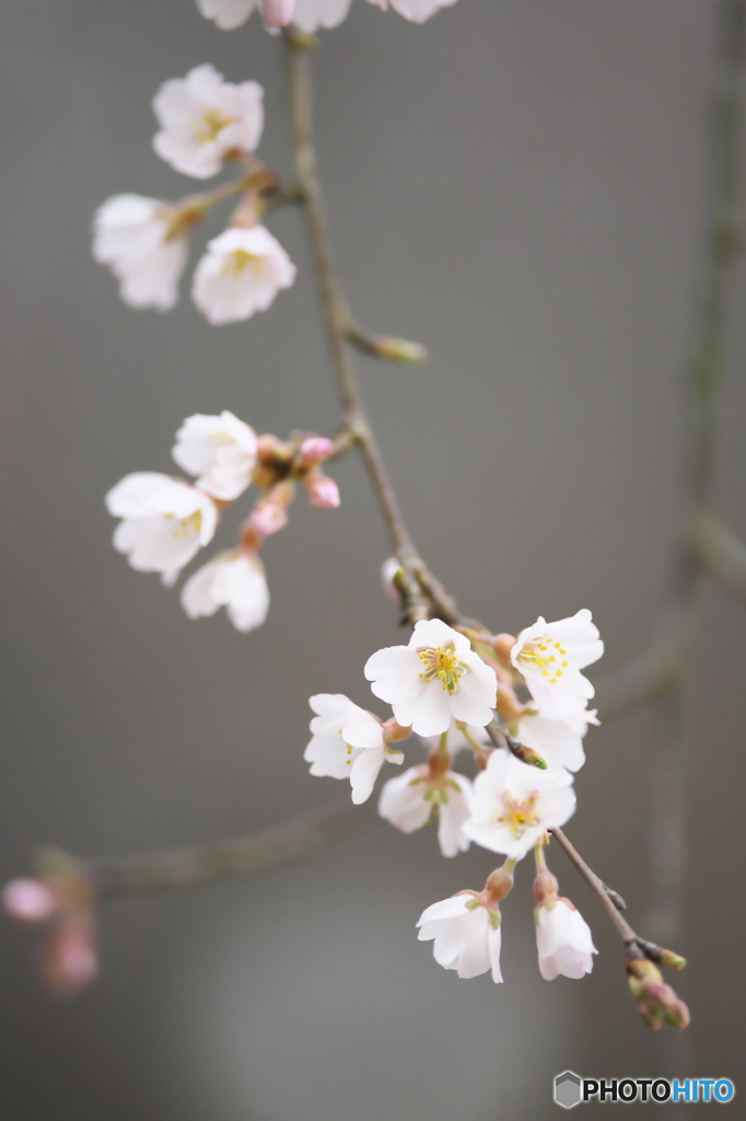 公園の桜