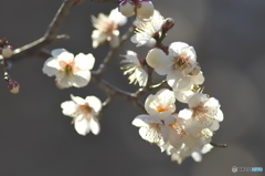 山方町の白梅