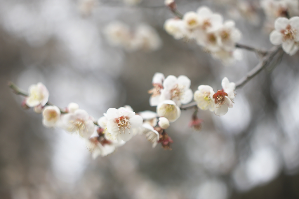 ＭＦレンズ手持ちで撮った春の花　Ｂ