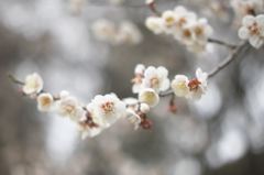 ＭＦレンズ手持ちで撮った春の花　Ｂ