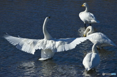 水の綺麗な清流の白鳥