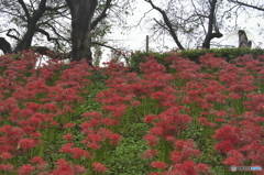権現堂の彼岸花　♫