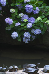 雨引観音の紫陽花　は