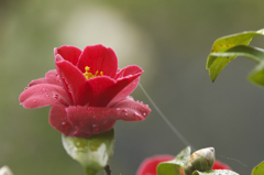 霧の公園の椿　Ⅰ