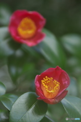 公園の椿