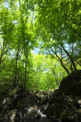 渓流の新緑