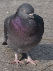 鳩