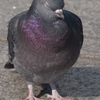 鳩