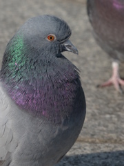 鳩