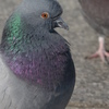 鳩