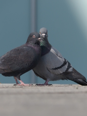 鳩