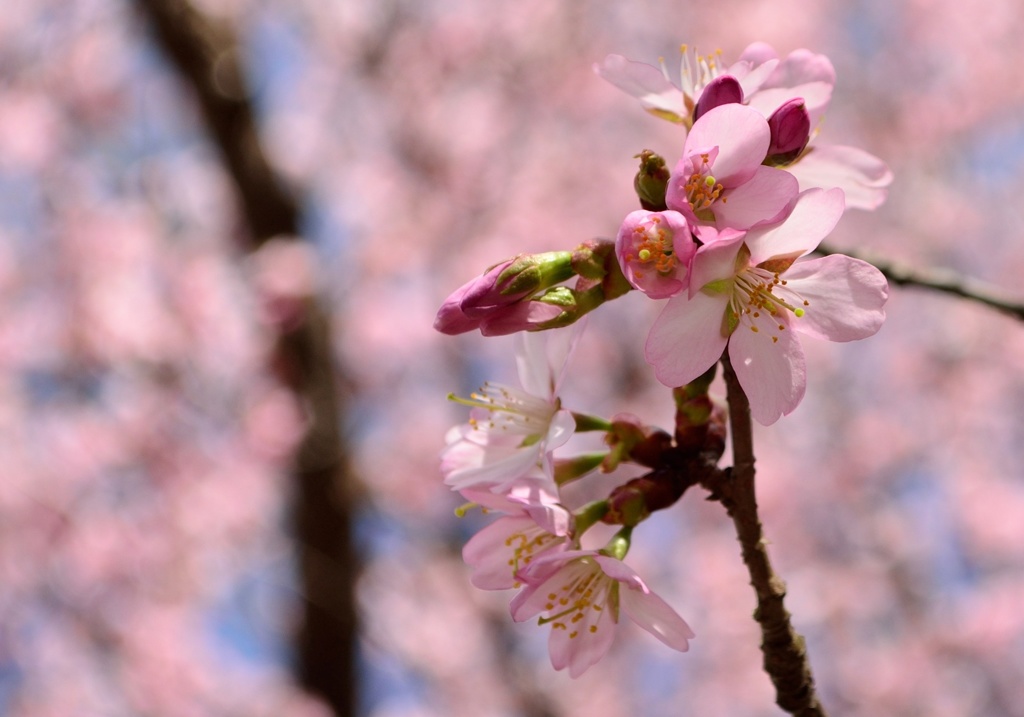 桜