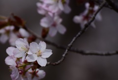 信州スカイパークの桜