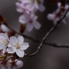 信州スカイパークの桜