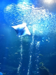 京都水族館　2013-11-16 13.21.43