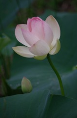 蓮