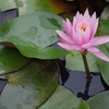睡蓮