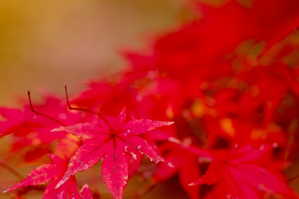 紅