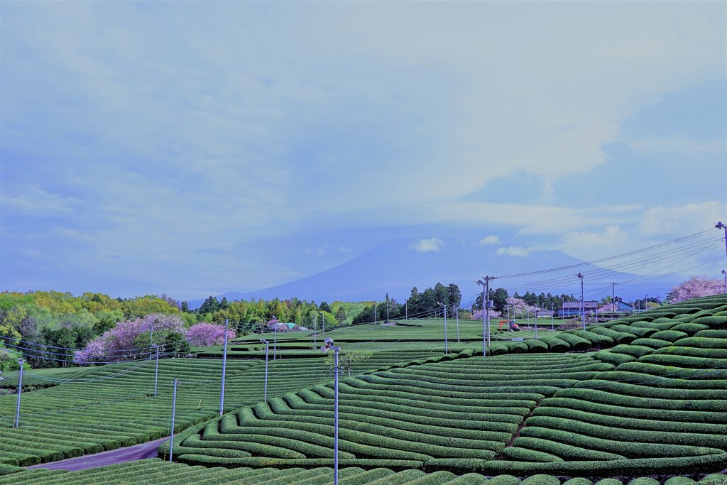 静岡茶2021.4.4