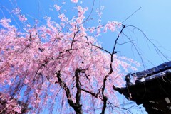 お寺さんの桜