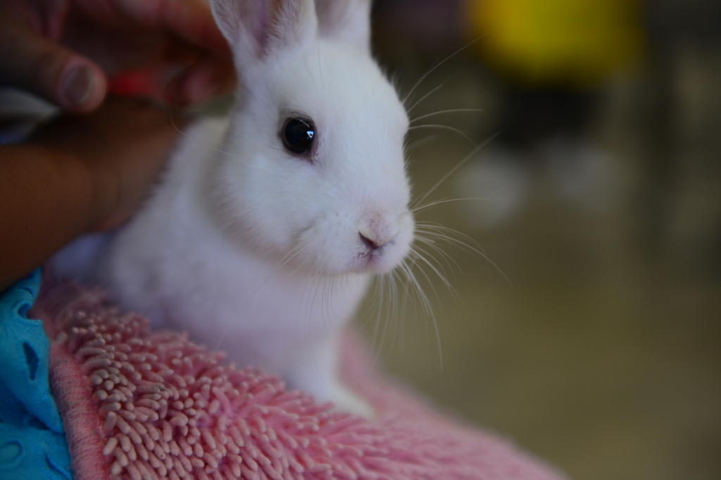 うさぎ