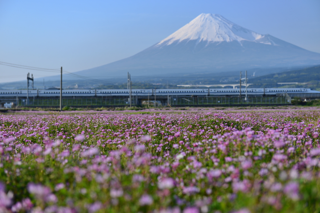 本日の富士山