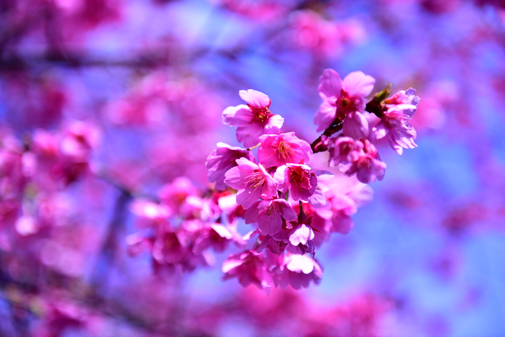 花粉の季節2021.3.1