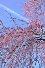 しだれ桜