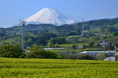 ぷち茶畑と富士山