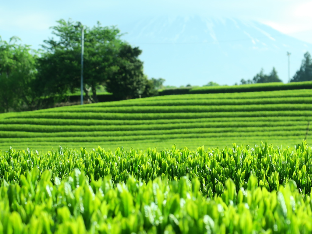 静岡茶3
