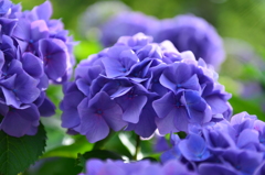 紫陽花（日本平動物園より）