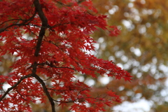 光が丘公園 紅葉 2016