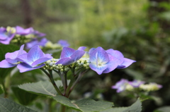 紫陽花