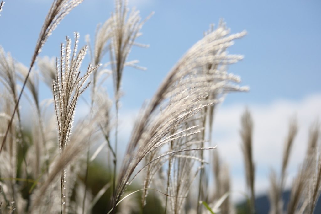 箱根　仙石原のすすき