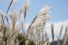 箱根　仙石原のすすき