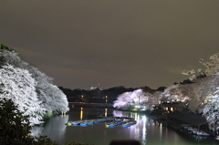 千鳥ヶ淵の夜桜