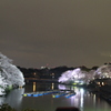 千鳥ヶ淵の夜桜