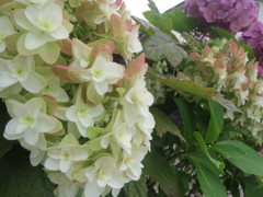 june*