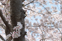 桜