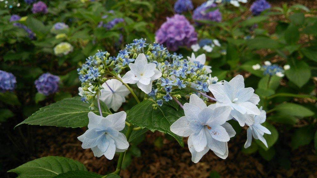 紫陽花