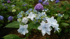 紫陽花