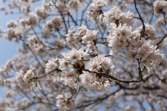 桜