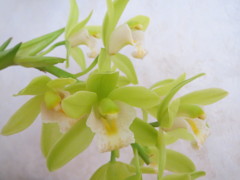 蘭