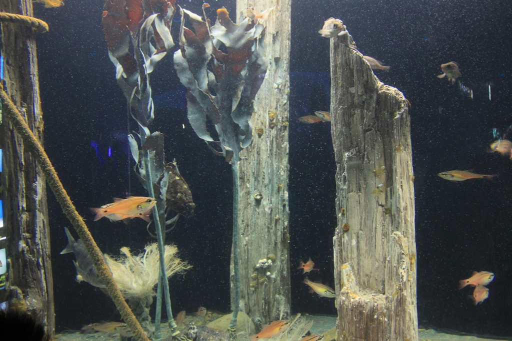 水族館