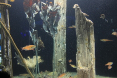 水族館