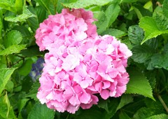 紫陽花