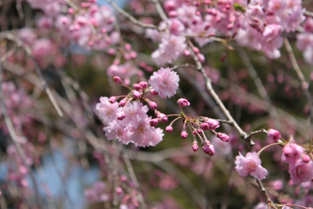 桜